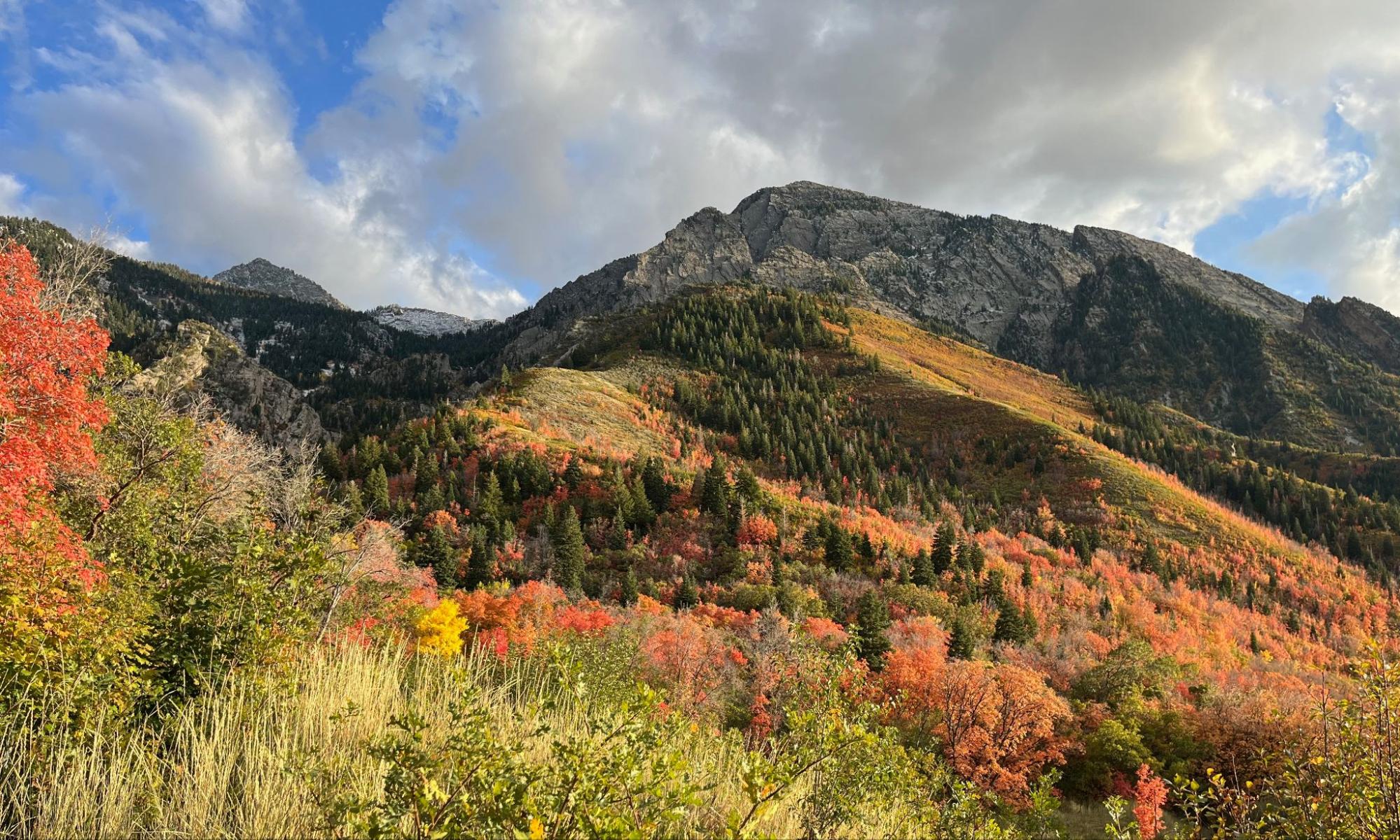 Wilderness medicine training